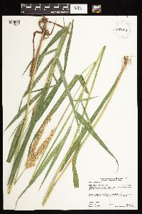 Phalaris arundinacea image