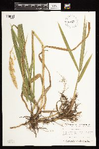 Phalaris arundinacea image