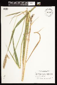 Phalaris arundinacea image