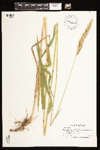 Phalaris arundinacea image