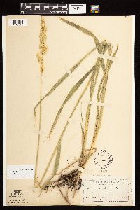 Phalaris arundinacea image