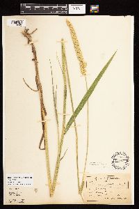 Phalaris arundinacea image