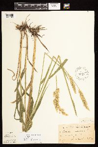 Phalaris arundinacea image