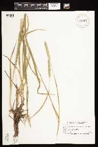 Phleum pratense image