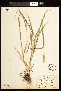 Phleum pratense image