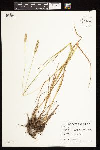 Phleum pratense image