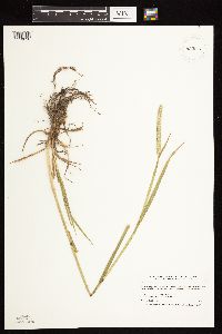 Phleum pratense image
