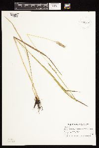 Phleum pratense image