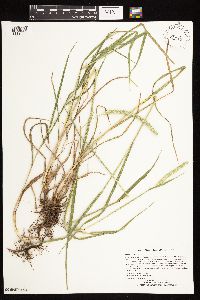 Phleum pratense image