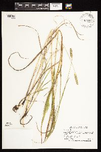 Phleum pratense image