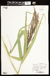 Phragmites australis image