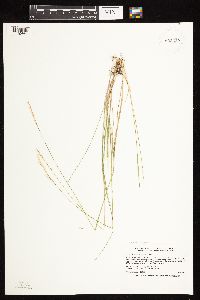 Piptatherum pungens image