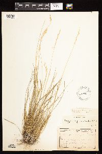 Piptatherum pungens image