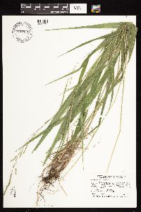 Patis racemosa image