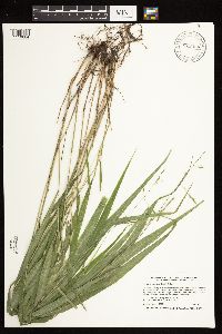 Patis racemosa image