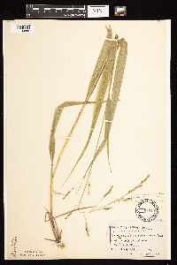 Patis racemosa image