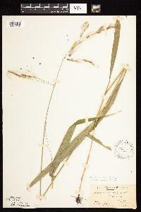 Patis racemosa image