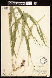 Patis racemosa image