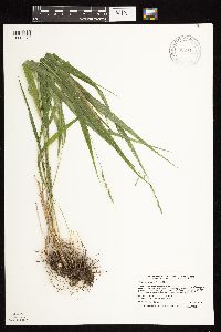 Patis racemosa image