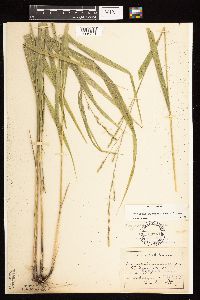 Patis racemosa image