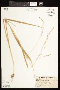 Patis racemosa image