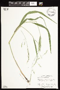 Patis racemosa image