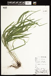 Patis racemosa image