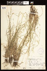 Thumbnail image of current specimen