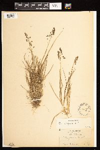 Poa alpina image