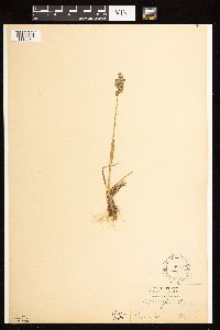 Poa alpina image