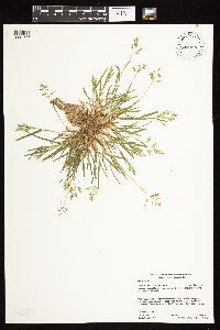 Poa annua image