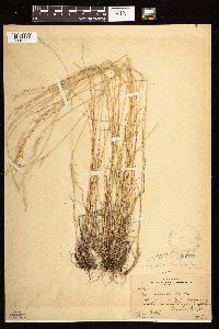 Poa nemoralis image
