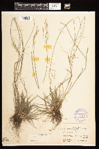 Thumbnail image of current specimen