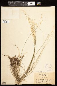 Poa nemoralis image