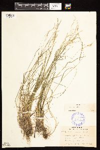 Poa nemoralis image
