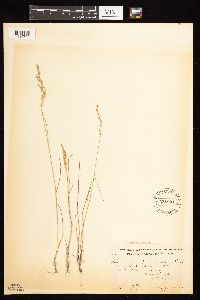 Poa nemoralis image