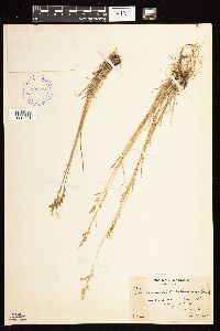 thumbnail image of current specimen