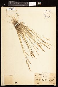 Poa nemoralis image