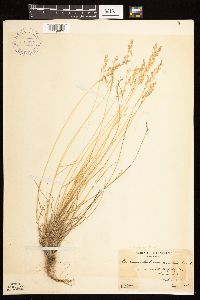 Poa nemoralis image