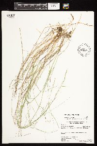 Poa nemoralis image