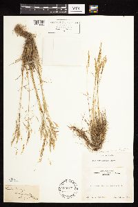 Poa secunda subsp. juncifolia image