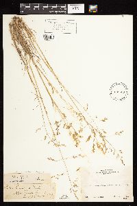 Poa secunda image