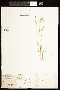 Poa secunda image