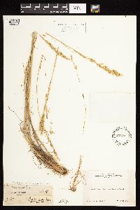Poa secunda image