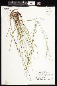 Schizachne purpurascens image