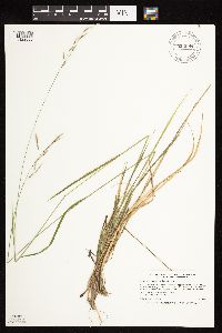 Schizachne purpurascens image