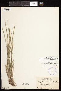 Schizachne purpurascens image