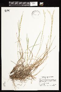 Schizachyrium scoparium var. scoparium image