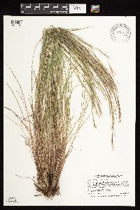 Schizachyrium scoparium var. scoparium image