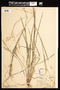 Schizachyrium scoparium image